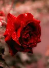 Flower님의 프로필 사진