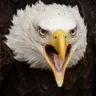 Imagen de perfil de Shefa